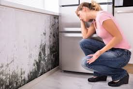 Professional Mold Prevention & Removal  in Raintree Plantation, MO